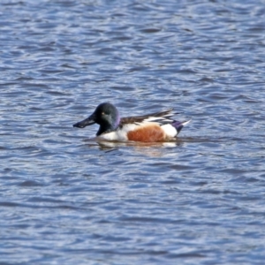 Spatula clypeata at Fyshwick, ACT - 13 Sep 2019