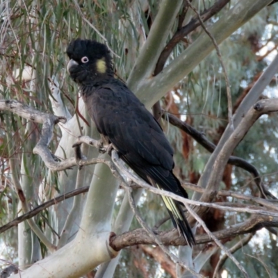 Zanda funerea (Yellow-tailed Black-Cockatoo) at Macarthur, ACT - 14 Sep 2019 by RodDeb
