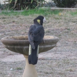 Zanda funerea at Macarthur, ACT - 14 Sep 2019 05:55 PM