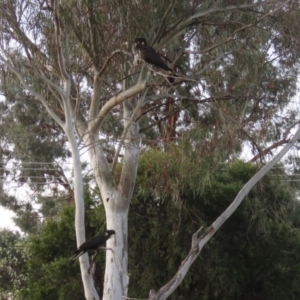 Zanda funerea at Macarthur, ACT - 14 Sep 2019 05:55 PM