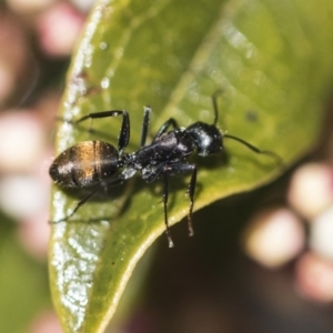 Camponotus aeneopilosus at Macquarie, ACT - 14 Sep 2019 11:32 AM