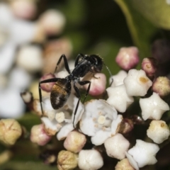 Camponotus aeneopilosus at Macquarie, ACT - 14 Sep 2019 11:32 AM