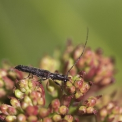 Itheum sp. (genus) (Longhorn beetle) at Macquarie, ACT - 14 Sep 2019 by AlisonMilton