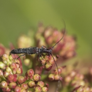 Itheum sp. (genus) at Macquarie, ACT - 14 Sep 2019 11:34 AM