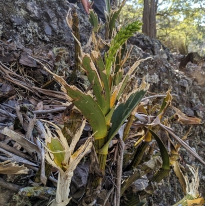 Dendrobium speciosum (Rock Lily) at Deua National Park (CNM area) - 14 Sep 2019 by MattM