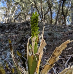 Dendrobium speciosum at Wyanbene, NSW - 14 Sep 2019