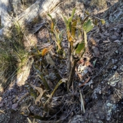 Dendrobium speciosum at Wyanbene, NSW - 14 Sep 2019