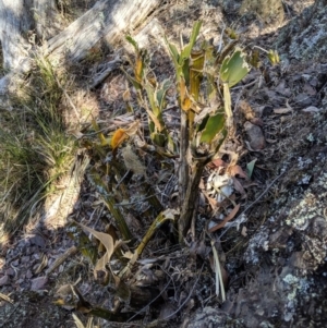 Dendrobium speciosum at Wyanbene, NSW - 14 Sep 2019