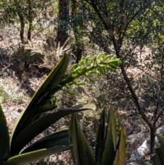 Dendrobium speciosum at Wyanbene, NSW - 14 Sep 2019