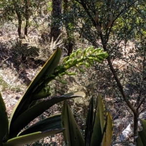 Dendrobium speciosum at Wyanbene, NSW - 14 Sep 2019