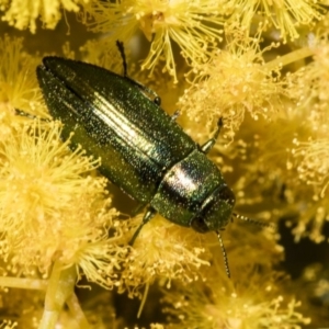 Melobasis sp. (genus) at Acton, ACT - 13 Sep 2019