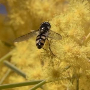 Melangyna viridiceps at Acton, ACT - 13 Sep 2019