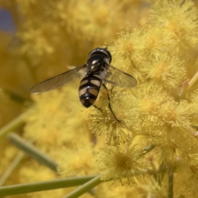 Melangyna viridiceps (Hover fly) at Acton, ACT - 12 Sep 2019 by AlisonMilton