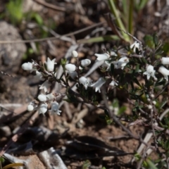 Cryptandra amara (Bitter Cryptandra) at Murrumbateman, NSW - 10 Sep 2019 by SallyandPeter