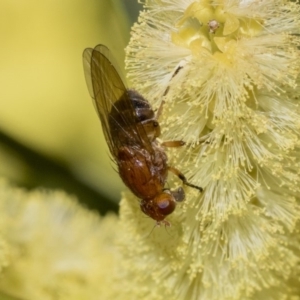 Lauxaniidae (family) at Acton, ACT - 13 Sep 2019