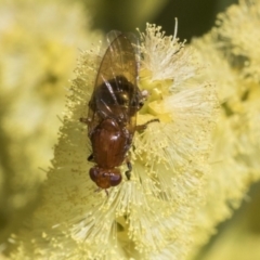 Lauxaniidae (family) at Acton, ACT - 13 Sep 2019