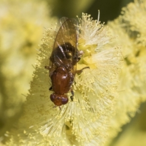 Lauxaniidae (family) at Acton, ACT - 13 Sep 2019