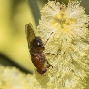 Lauxaniidae (family) at Acton, ACT - 13 Sep 2019