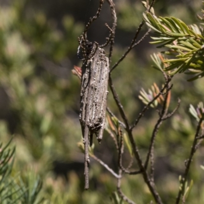 Clania ignobilis (Faggot Case Moth) at ANBG - 13 Sep 2019 by AlisonMilton
