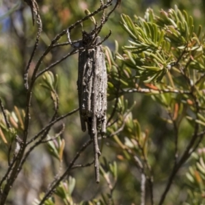 Clania ignobilis at Acton, ACT - 13 Sep 2019