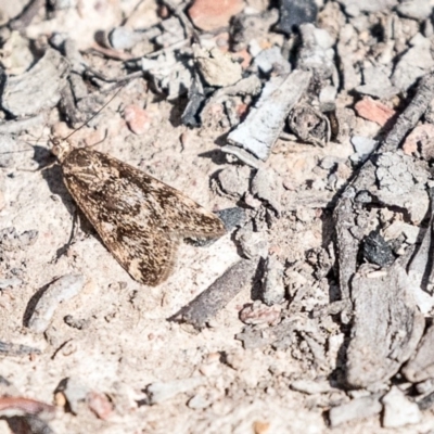 Achyra affinitalis (Cotton Web Spinner) at Mulligans Flat - 8 Sep 2019 by AlisonMilton