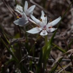 Wurmbea dioica subsp. dioica at Murrumbateman, NSW - 10 Sep 2019