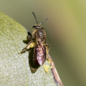 Lasioglossum (Parasphecodes) sp. (genus & subgenus) at Acton, ACT - 13 Sep 2019 01:31 PM