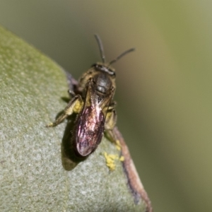 Lasioglossum (Parasphecodes) sp. (genus & subgenus) at Acton, ACT - 13 Sep 2019 01:31 PM