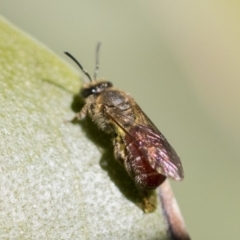 Lasioglossum (Parasphecodes) sp. (genus & subgenus) at Acton, ACT - 13 Sep 2019 01:31 PM