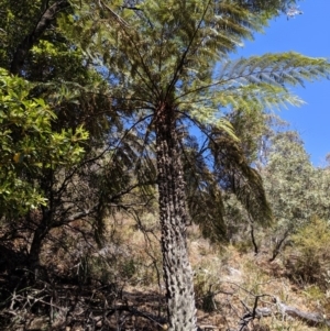 Cyathea australis subsp. australis at Wyanbene, NSW - suppressed