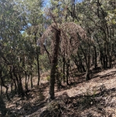 Cyathea australis subsp. australis at Wyanbene, NSW - suppressed