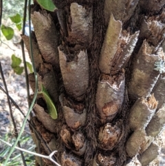 Cyathea australis subsp. australis at Wyanbene, NSW - suppressed