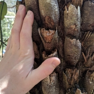 Cyathea australis subsp. australis at Wyanbene, NSW - suppressed