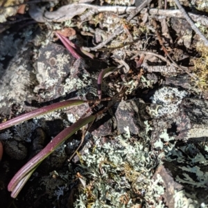 Dockrillia sp. at Wyanbene, NSW - 14 Sep 2019