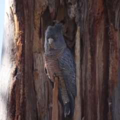 Callocephalon fimbriatum (Gang-gang Cockatoo) at Hughes, ACT - 14 Sep 2019 by LisaH