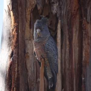 Callocephalon fimbriatum at Hughes, ACT - 14 Sep 2019