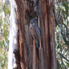 Callocephalon fimbriatum at Hughes, ACT - 14 Sep 2019