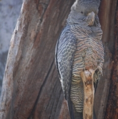 Callocephalon fimbriatum (Gang-gang Cockatoo) at Hughes, ACT - 14 Sep 2019 by LisaH