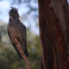 Callocephalon fimbriatum at Hughes, ACT - suppressed