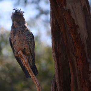 Callocephalon fimbriatum at Hughes, ACT - suppressed