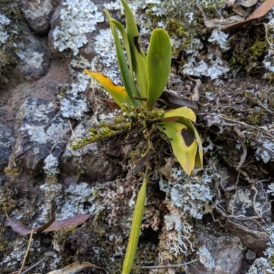 Sarcochilus falcatus (Orange Blossum Orchid) at Deua National Park (CNM area) - 14 Sep 2019 by MattM