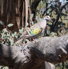 Phaps chalcoptera (Common Bronzewing) at Deakin, ACT - 14 Sep 2019 by LisaH