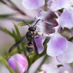 Eumeninae (subfamily) at Acton, ACT - 13 Sep 2019 02:20 PM