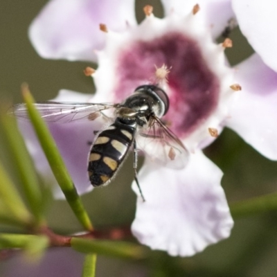 Melangyna viridiceps (Hover fly) at Acton, ACT - 13 Sep 2019 by AlisonMilton