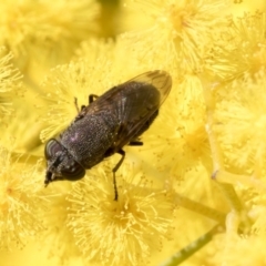 Stomorhina discolor (Snout fly) at Acton, ACT - 12 Sep 2019 by AlisonMilton