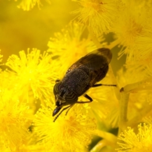 Stomorhina discolor at Acton, ACT - 13 Sep 2019 09:40 AM