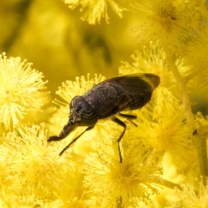 Stomorhina discolor at Acton, ACT - 13 Sep 2019 09:40 AM