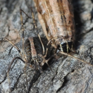 Megalopsalis (genus) at Dunlop, ACT - 11 Sep 2019 04:33 PM