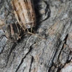 Megalopsalis (genus) at Dunlop, ACT - 11 Sep 2019 04:33 PM