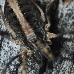 Megalopsalis (genus) at Dunlop, ACT - 11 Sep 2019 04:33 PM